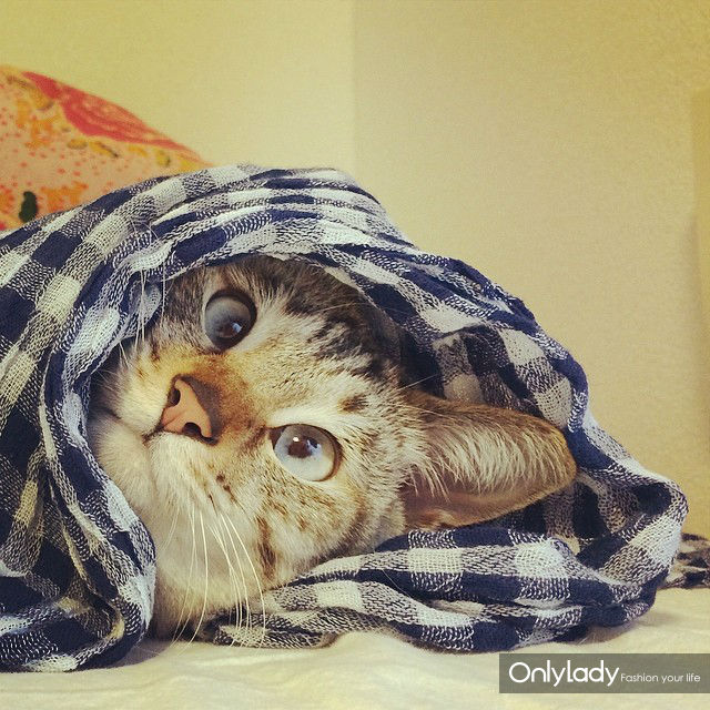 超萌网络红猫 把斗鸡眼变成一种蠢萌