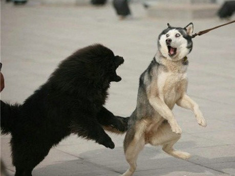 藏獒也可以很可爱的一面