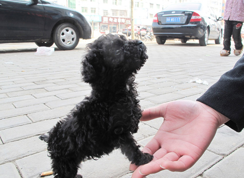 贵宾犬咬人吗 很可爱但也会咬人的