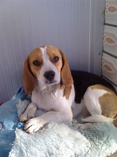 史努比原型比格的呆图