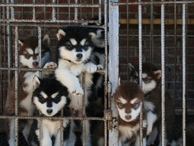 阿拉斯加雪橇犬品相 教你如何辨别阿拉斯加雪橇犬