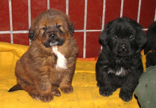 小藏獒图片大全 萌萌的很可爱