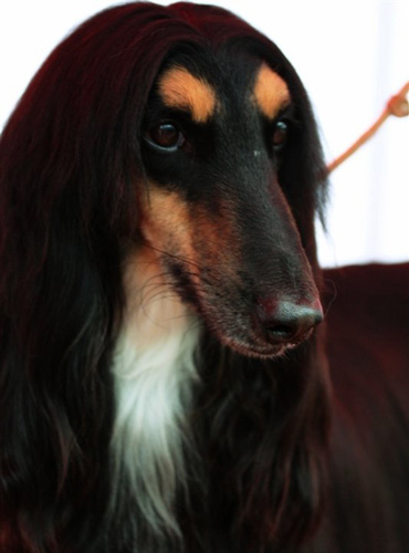 阿富汗猎犬拉稀怎么办 先找到拉肚子的原因