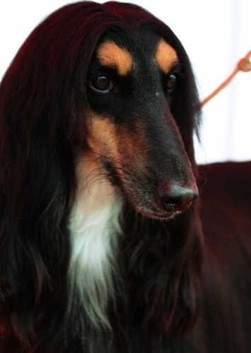 另类风格的阿富汗猎犬图片