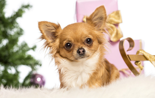 吉娃娃可爱图片 小宠的世界总是那么萌