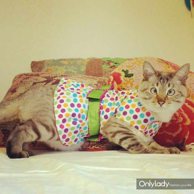 超萌网络红猫 把斗鸡眼变成一种蠢萌