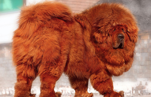 如何辨别纯种藏獒 纯种藏獒的捕杀能力非常强