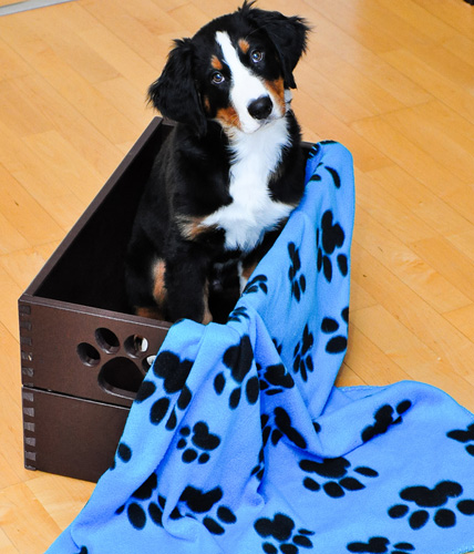 哪里有卖伯恩山犬的 从幼犬到成犬的选购