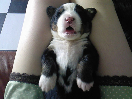 小伯恩山犬的萌图