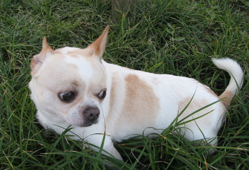 吉娃娃的饲养 卫生食物环境都需注意