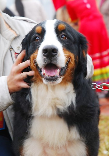 可爱的伯恩山犬图片