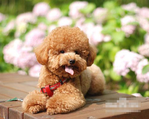 百变泰迪的时尚造型