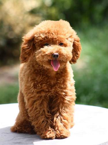 小泰迪犬的可爱瞬间