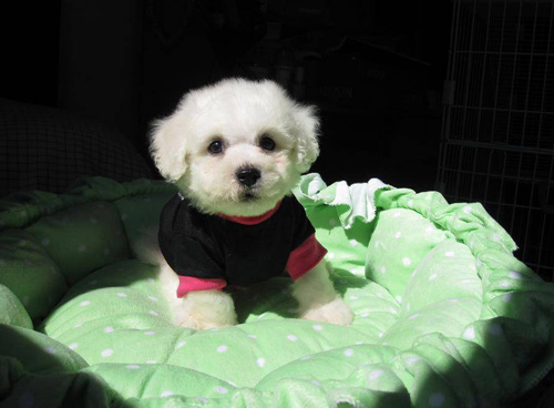 比熊吃什么狗粮比较好 狗狗成长发育对营养有需求