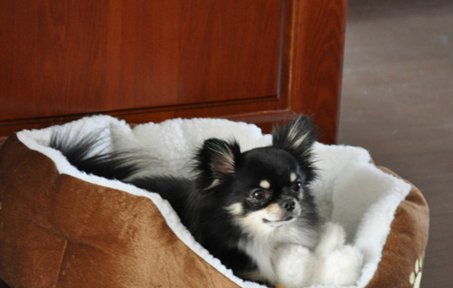 蝴蝶犬串吉娃娃图片 漂亮的精灵