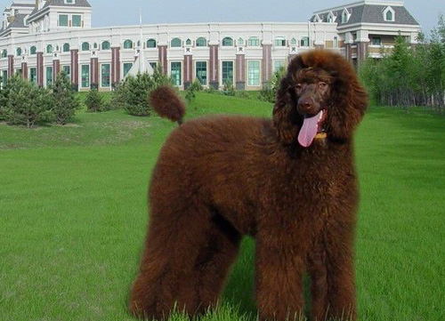 贵宾犬好养吗 广泛饲养的宠物狗