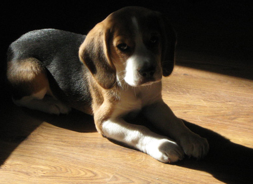 比格犬多少钱一只 品相决定价格