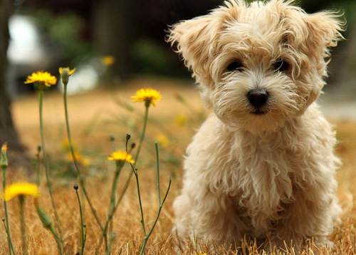 女生最爱贵宾犬