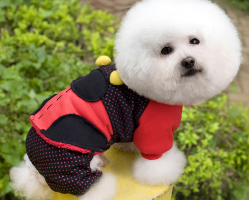 萌宠比熊犬很俏皮