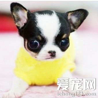 怎么挑选吉娃娃 选购吉娃娃的注意事项