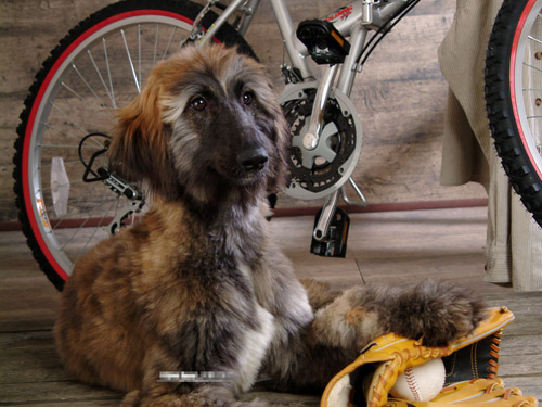 阿富汗猎犬怎么养 了解它的特点和标准