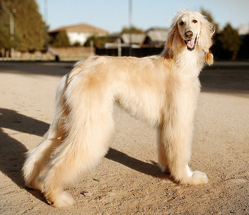 阿富汗猎犬掉毛吗 做好日常护理工作