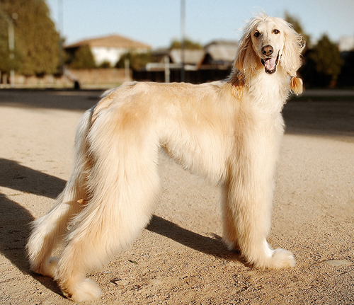 富贵的阿富汗猎犬图片