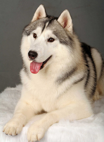 阿拉斯加雪橇犬的喂养 幼犬需要注意饮食