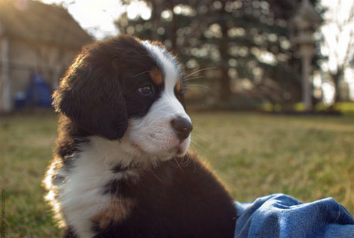忧郁的伯恩山很有魅力