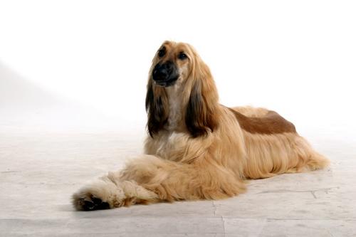 阿富汗猎犬服从性 主人口令的适应性