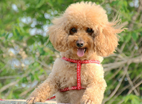 贵宾犬多少钱一只 决定价格的因素有哪些