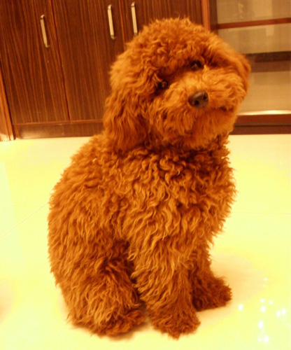 泰迪犬会咬人吗 咬人与生俱来