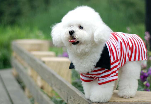 萌宠比熊犬很俏皮