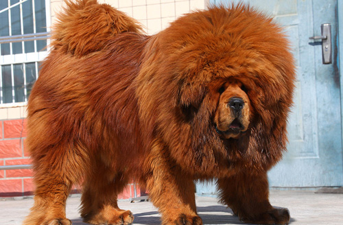 最大的藏獒图片 凶猛却很忠诚