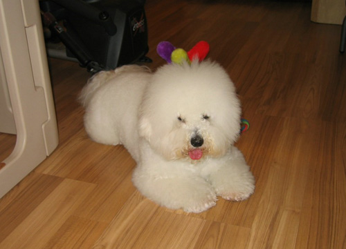 萌宠比熊犬很俏皮