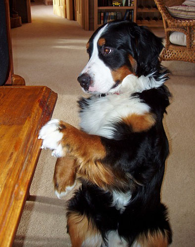 忧郁的伯恩山很有魅力