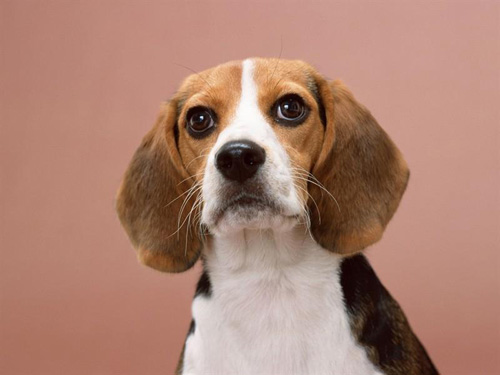 可爱比格犬的靓照