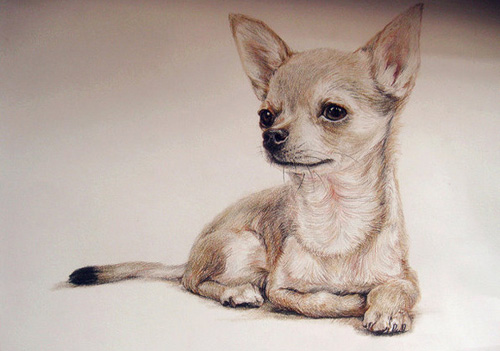 吉娃娃难产怎么办 选正规的兽医医院