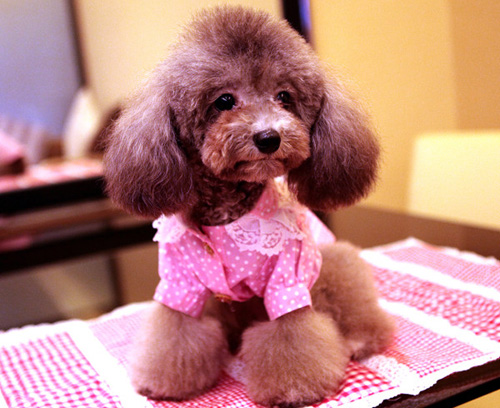 小泰迪犬的可爱瞬间