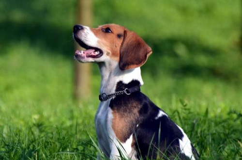 可爱比格犬的靓照