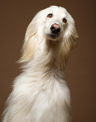 阿富汗猎犬怎么样 高贵而孤傲的气质