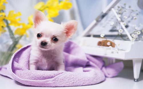 吉娃娃好不好养 脾气敏感的大眼睛宠物