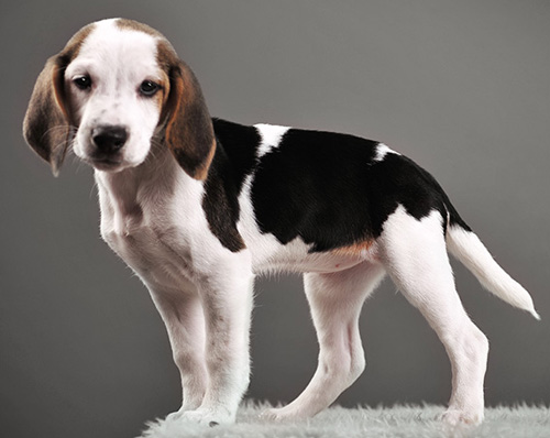 可爱比格犬的靓照