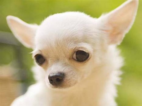 吉娃娃发烧怎么办 狗狗的基础体温是多少