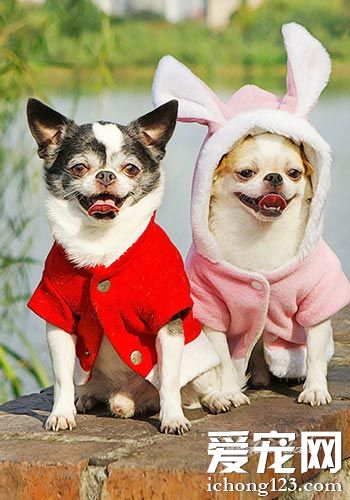 选购吉娃娃的细节 小细节避免上当