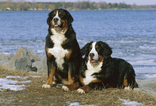 伯恩山犬怎么看纯不纯 身材体态去辨别