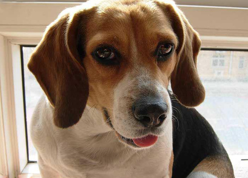 比格犬价位 格格又叫什么