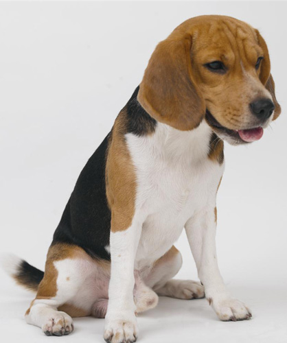 比格犬喜欢叫吗 主人要好好管教