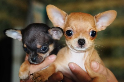 吉娃娃怎么打疫苗 需要注意哪些方面