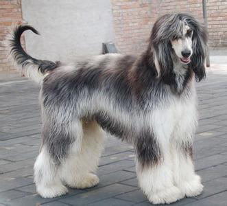 阿富汗猎犬生病怎么办 静养少动增加营养